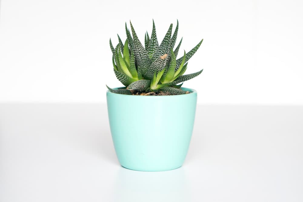 Whitefish Planter